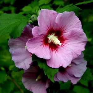 ALTHEA