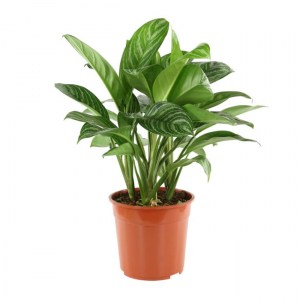 Aglaonema