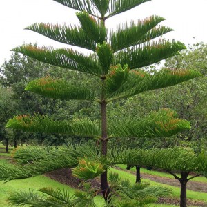 Araucaria