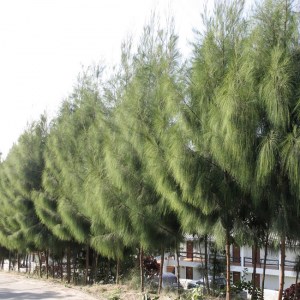 CASUARINA