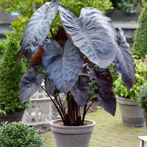 Colocasia