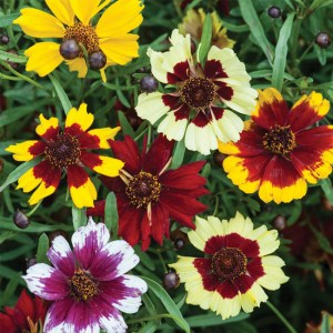 Coreopsis