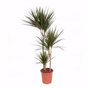 Dracaena