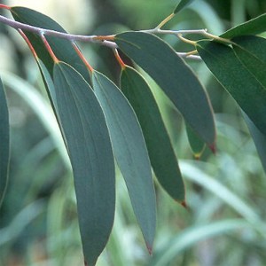 EUCALYPTUS