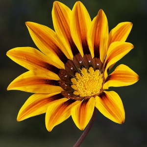 GAZANIA