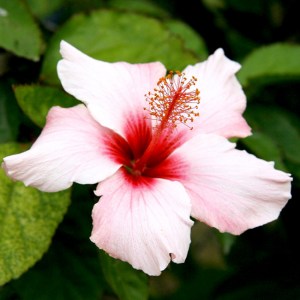 HIBISCUS