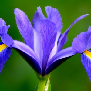 IRIS