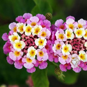 LANTANA