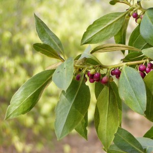 MYOPORUM