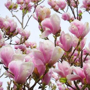 Magnolia