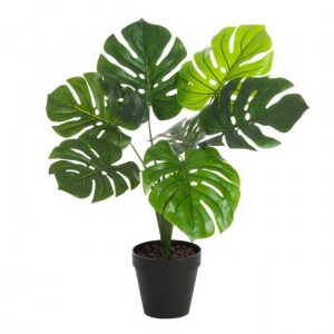 Monstera