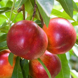 NECTARINE