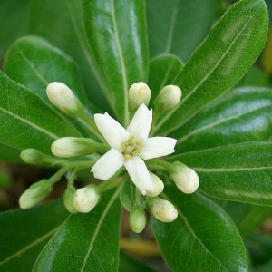 PITTOSPORUM