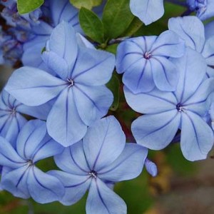 Plumbago