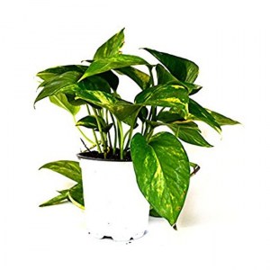 Pothos