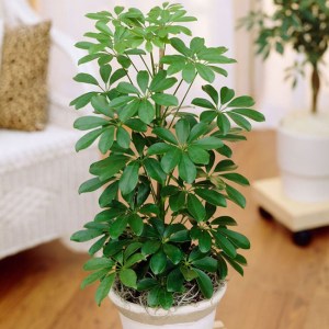 Schefflera