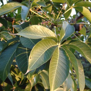 Sterculia