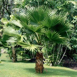 WASHINGTONIA